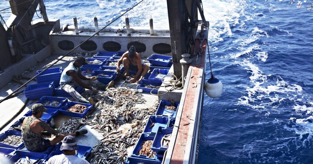 日本で不人気な「国産サバ」がアフリカで美味しく食べられている！　サバの品質向上を目指す「漁獲枠」の議論が問題だらけなワケ（川本 大吾） | ＋αオンライン | 講談社