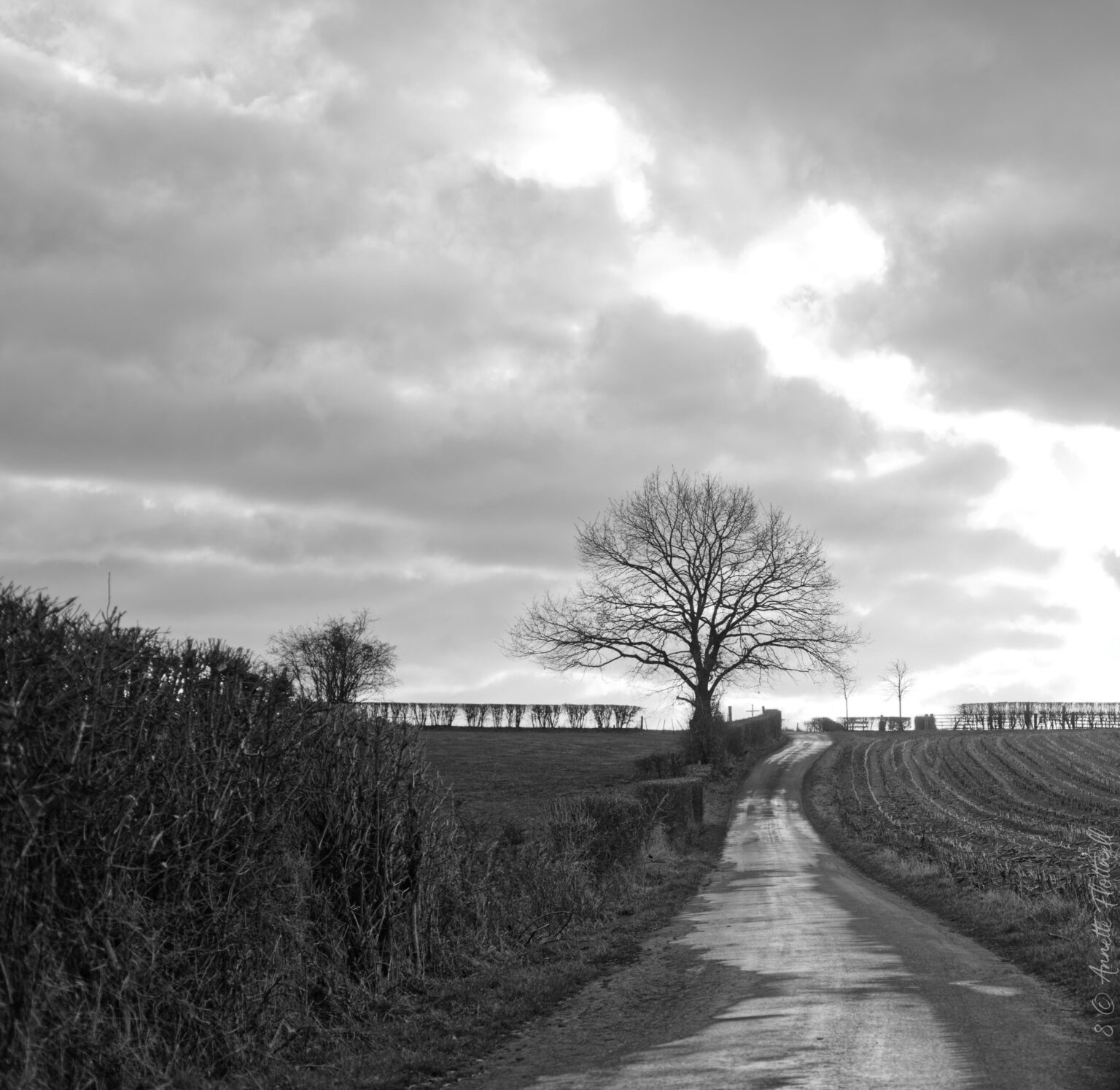 今日のアイスクリーム
