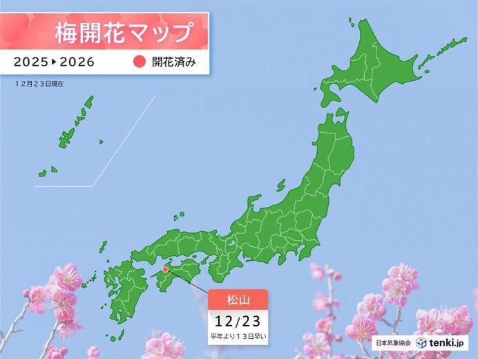 松山で全国今シーズン初めてウメが開花 昨年より約1か月早い(今日23日)