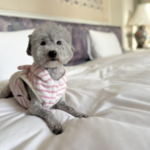 大阪〜神戸からアクセス抜群！「都ホテル 尼崎」わんちゃんとホテルステイ