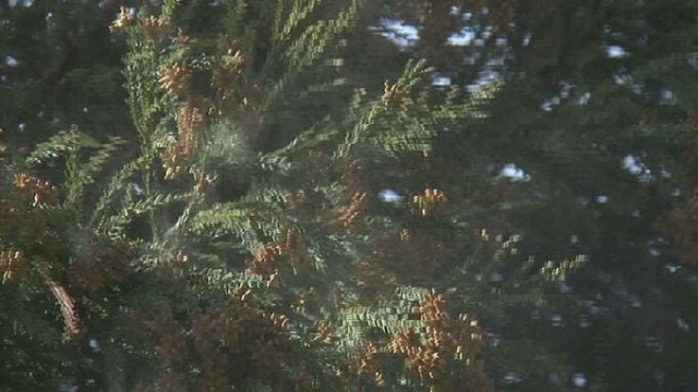 スギ花粉予測「例年よりやや多い見込み」【富山県】1㎠当たり4900個程度 平均値の1.4倍　2026年春の飛散量予測