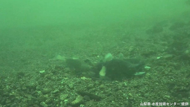 世界初 “奇跡の魚”クニマス　自然界での産卵シーン撮影に成功　山梨