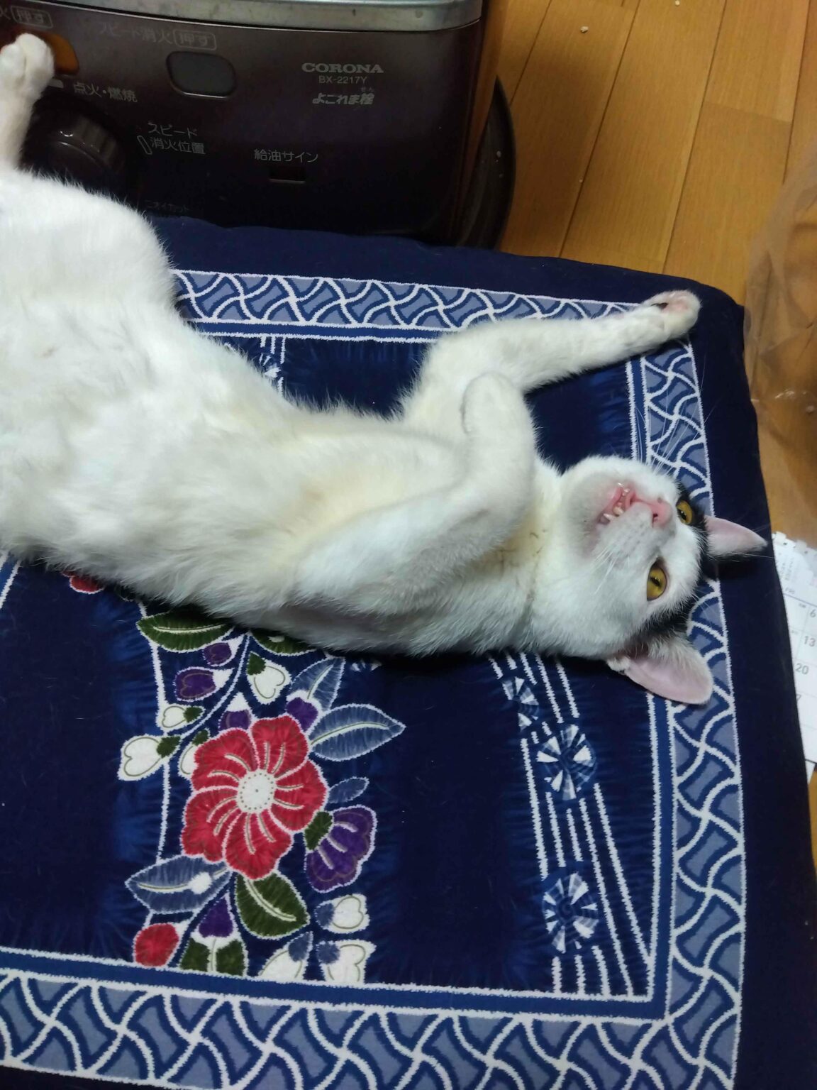 今日の我が家のにゃーんちゃん