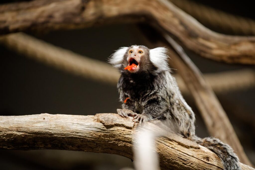 動物園に行く