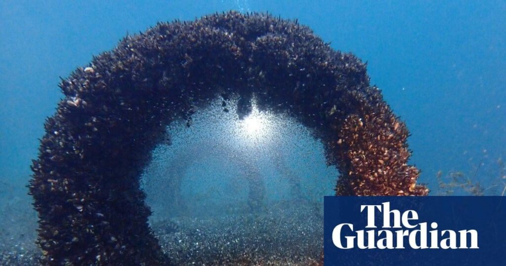 「これは公然とした侵略だ」：何百万ものクアッガ貝がレマン湖を永遠に変えた方法