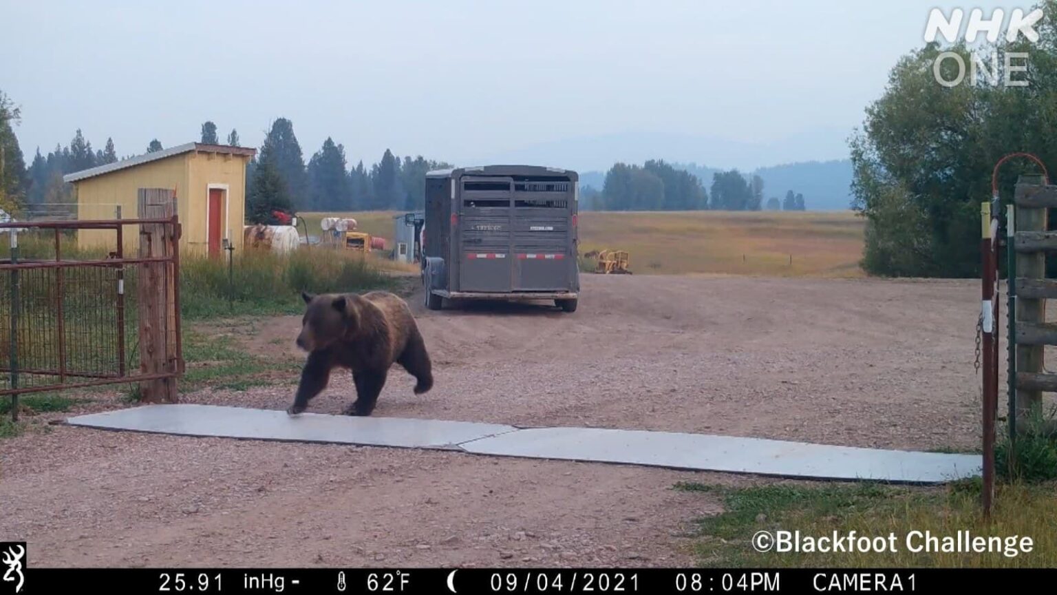北海道道　クマ対策最前線〜アメリカからの報告〜　NHK ONE 配信 12/5まで | NHK北海道