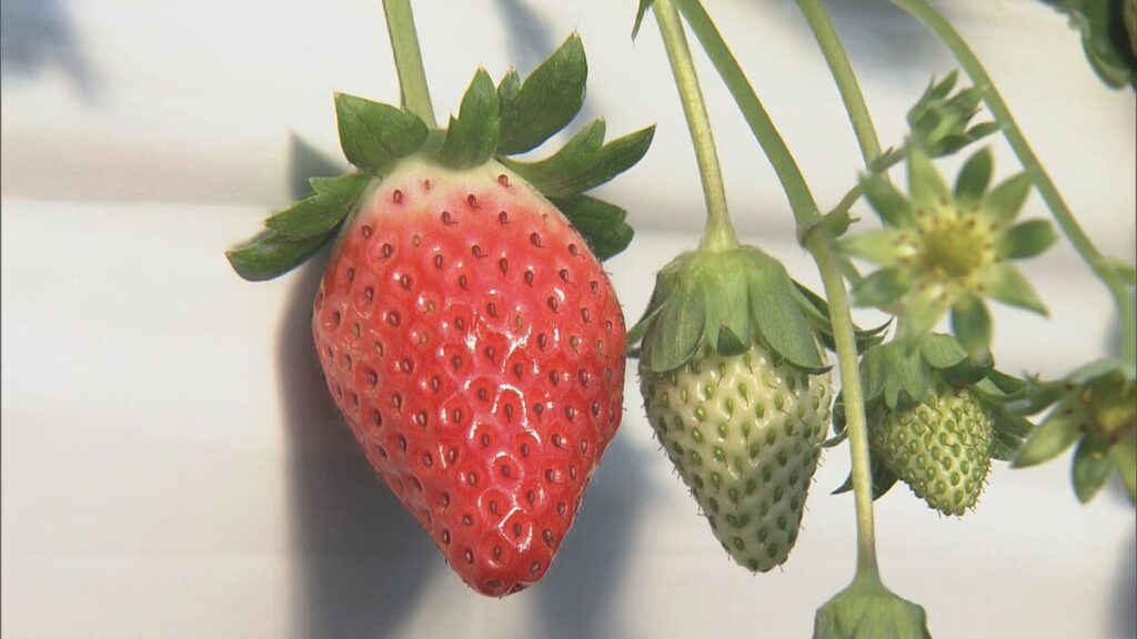 クリスマスを前にイチゴの収穫始まる 猛暑の影響で2週間ほど遅れるも｢味は最高｣ 酸味少なくすっきりした甘みの｢章姫｣ 三重･玉城町 - Locipo（ロキポ） 無料テレビ動画・見逃しネット配信サービス