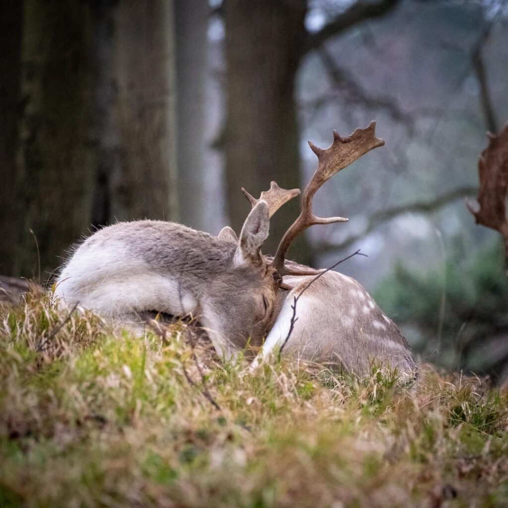 ダブリンの街の真ん中に鹿がいるのはちょっと嬉しいですね。