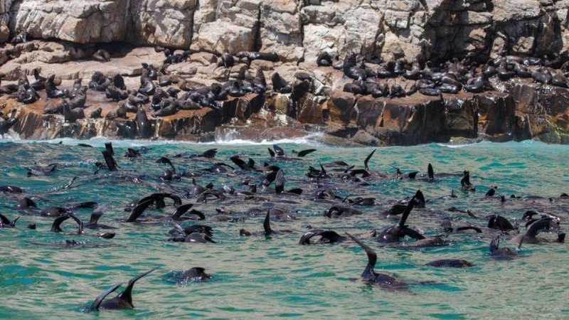 「かわいすぎる侵入者」バーに迷い込んだオットセイの子どもが話題に｜Pen Online