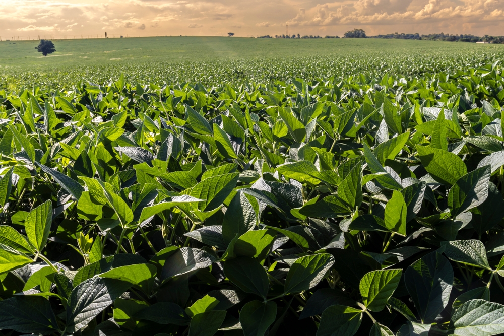 【ブラジル】SCF、2025年版報告書。セラード地域の森林破壊・転換フリー大豆93%超 | Sustainable Japan