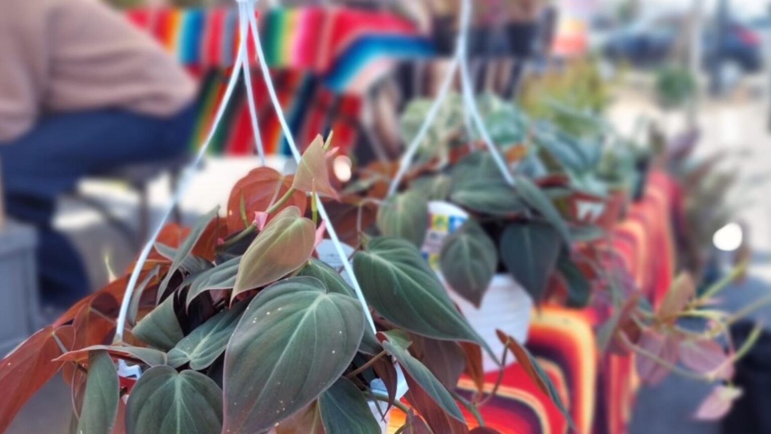 【宮崎市】2つの雰囲気を楽しめる2daysマルシェ — last a little vol.2（さかぽん） - エキスパート