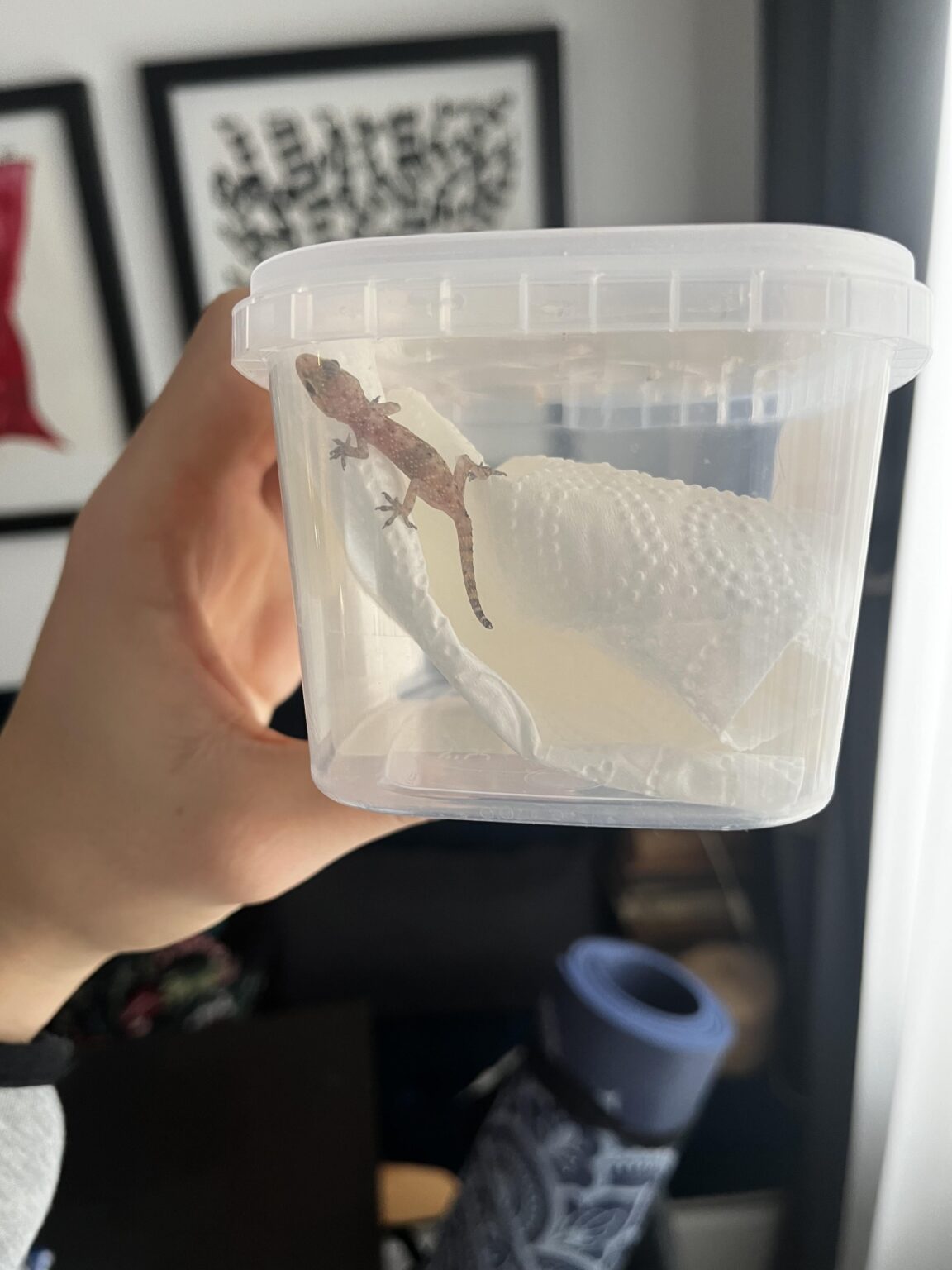 ザグレブのマカクリン？