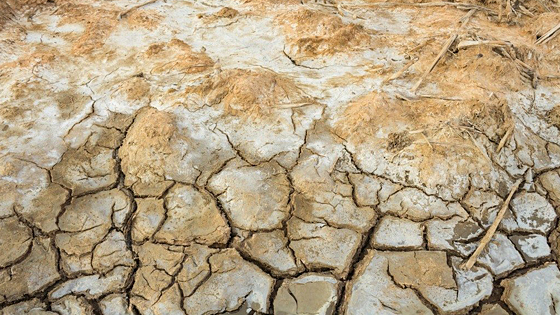 【AsianScientist】 耐塩性細菌がスンダルバンスの農家を高塩分濃度から守るかもしれない|インドコラム＆リポート|Science Portal India インドの科学技術の今を伝える