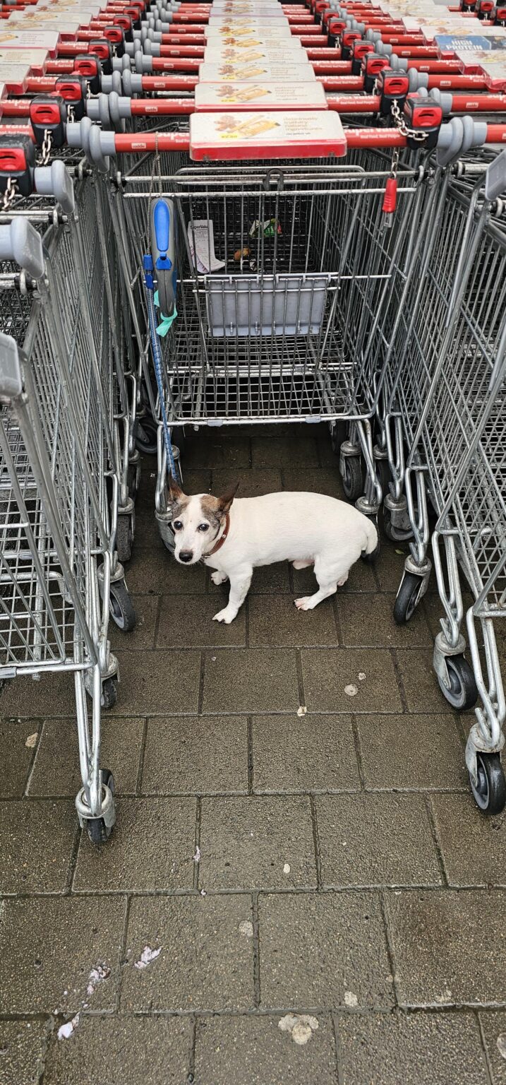 ショッピングカートに繋がれたまま放置された犬