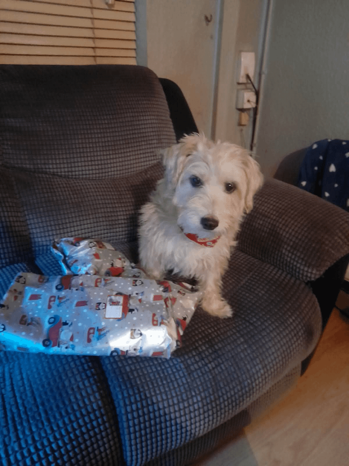 私とエディからみなさん、ハッピークリスマス
