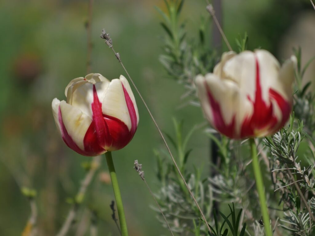 ルクセンブルク 2025