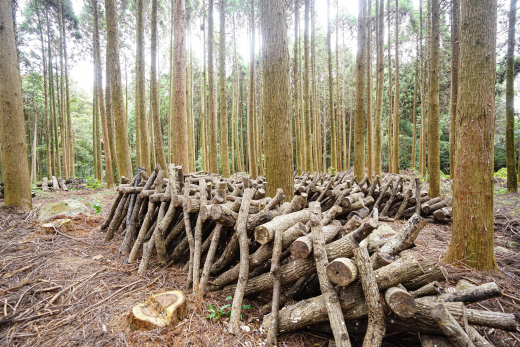 【鹿児島県出水市】手の届く世界の循環を守り、200年先もあり続ける森へ ／ 株式会社WOODLIFE 中尾雄基さん