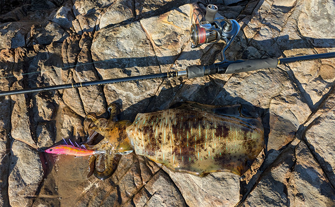 地磯のデイエギングで良型アオリイカをキャッチ【和歌山・南紀】深場狙いが奏功