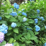 インド映画にハマっているseiyo