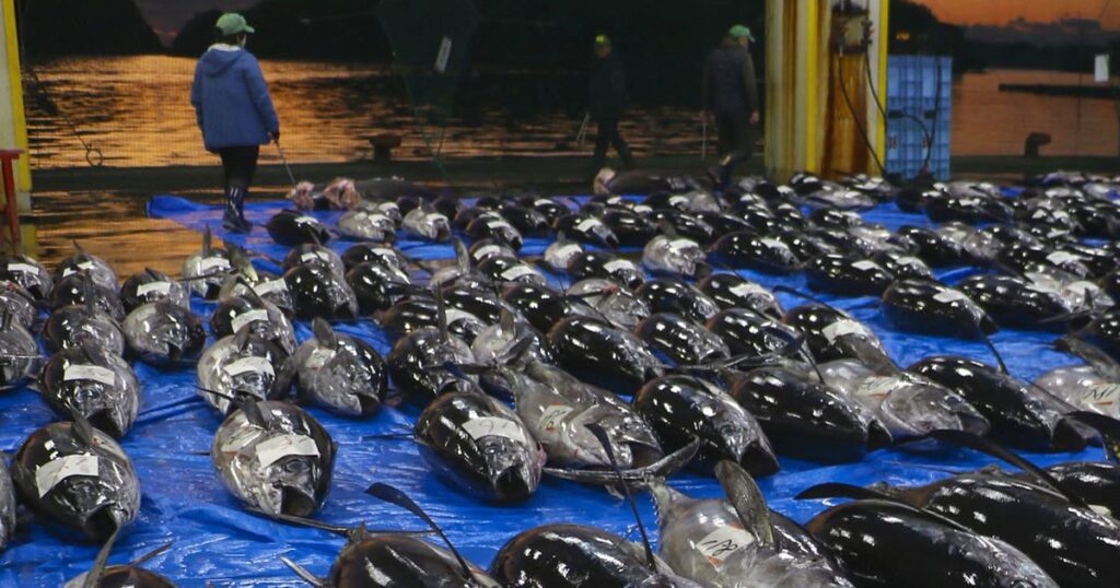 那智勝浦で初市　生マグロ全国へ　和歌山