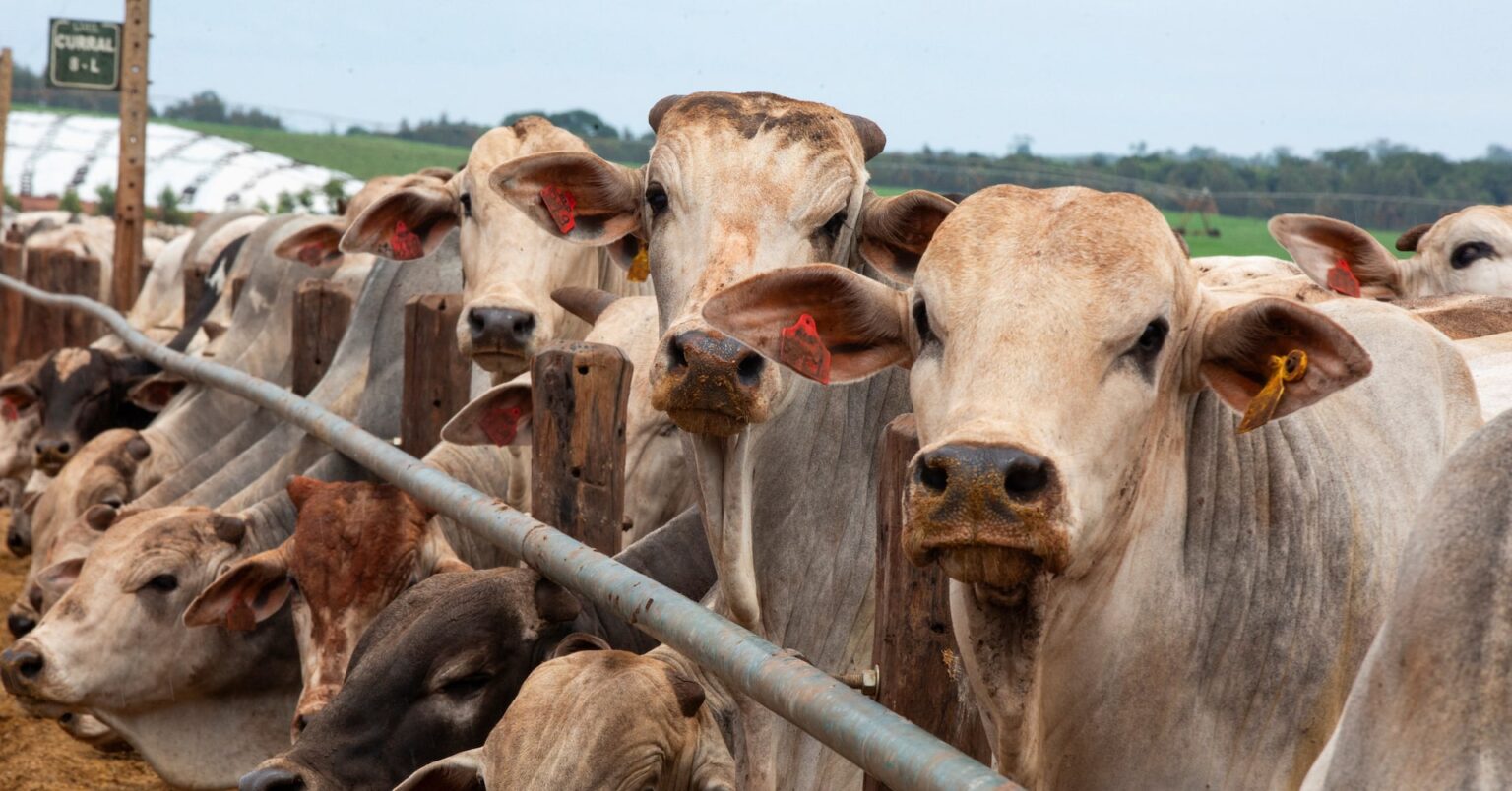 ブラジル、25年の牛肉生産で米国抜きトップに＝市場推計 | ロイター
