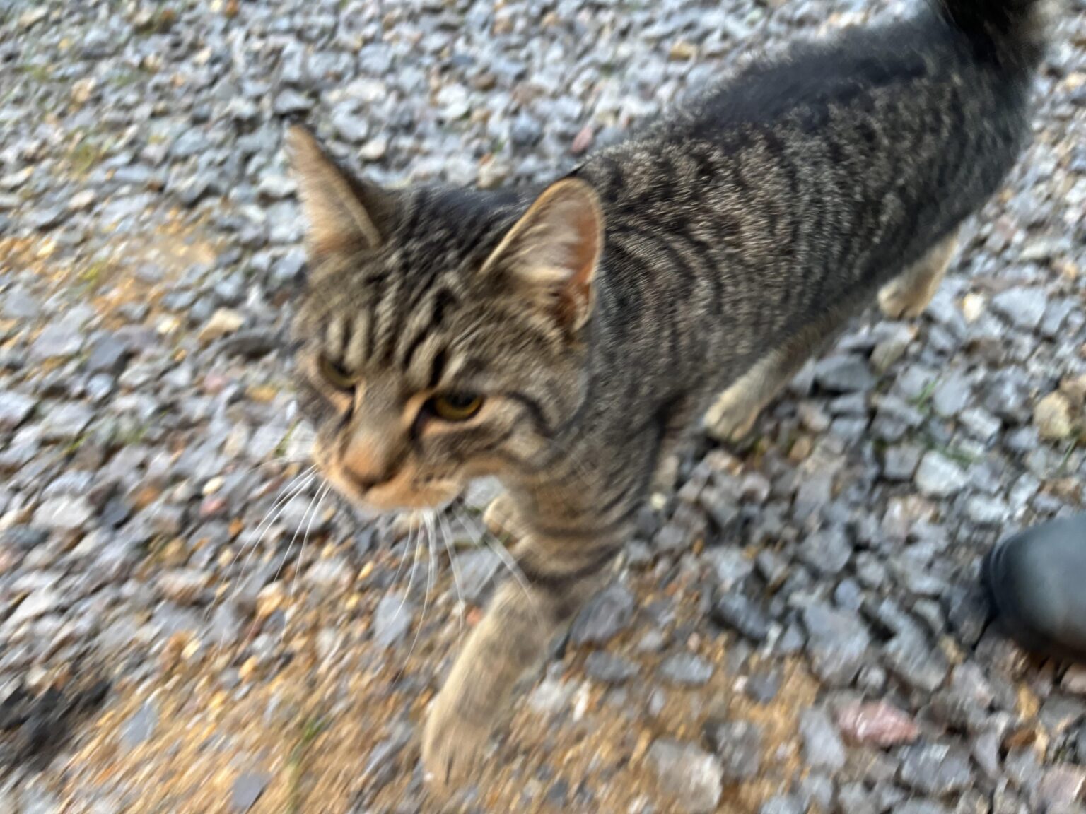 野良猫