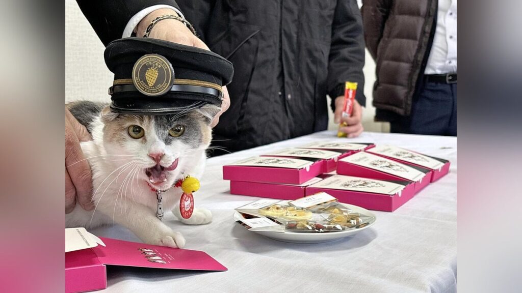 バレンタインデー たま駅長 ろくたまチョコレート近鉄百貨店和歌山店 : 読売新聞