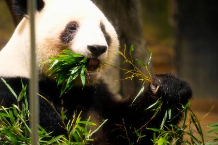 双子パンダ、最終観覧で見納め 上野動物園、２７日に中国へ出発 | 全国のニュース | 福井新聞ONLINE