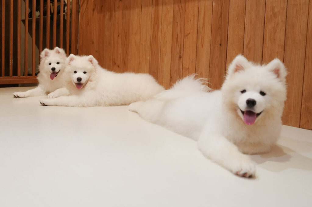 沖縄に3匹の天使が降臨！サモエド3姉妹とたっぷり遊んで癒やされる！究極のモフモフ体験『SAMOYED BASE（サモエドベース）』グランドオープン！
