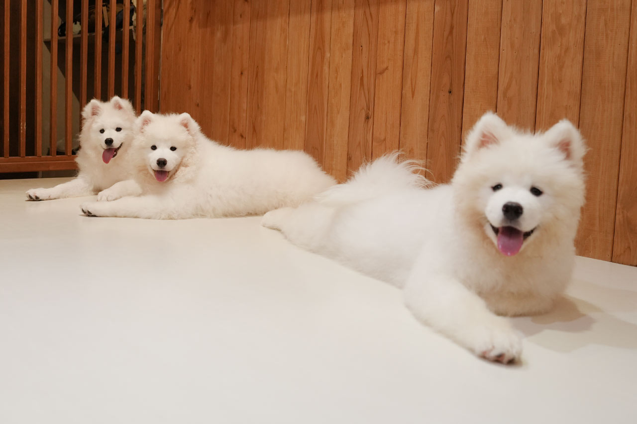 沖縄に3匹の天使が降臨！サモエド3姉妹とたっぷり遊んで癒やされる！究極のモフモフ体験『SAMOYED BASE（サモエドベース）』グランドオープン！