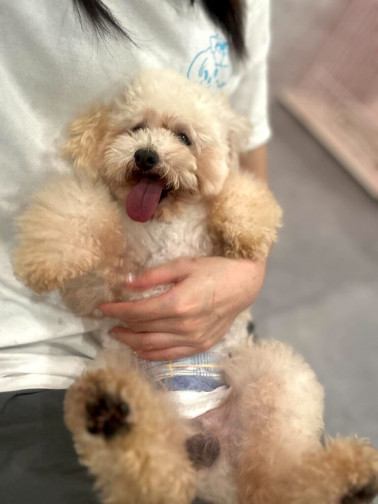 【茨城初上陸】保護犬猫×就労支援の次世代型シェルター「ANELLA CAFE 土浦店」1月30日(金)グランドオープン | 株式会社ANELLA Groupのプレスリリース