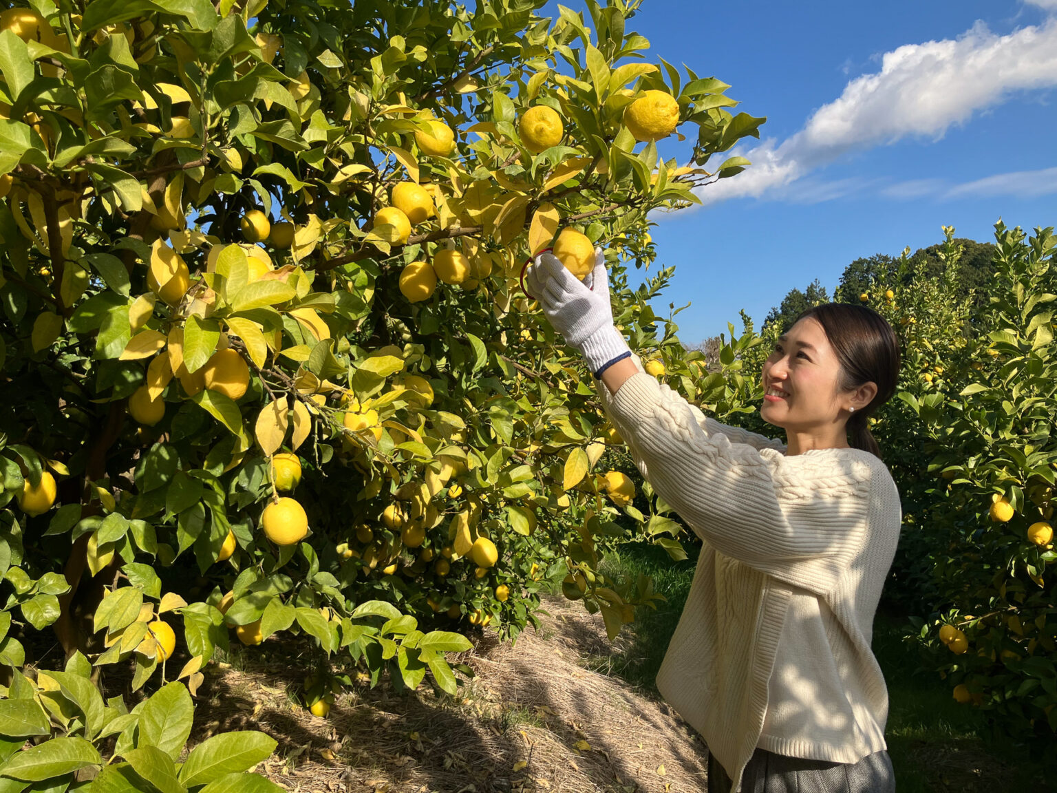 【JALふるさとアンバサダー/応援隊に聞く地域愛】和歌山フルーツの魅力をふるさとアンバサダーが紹介「観音山フルーツパーラーツアー」 - トラベル Watch