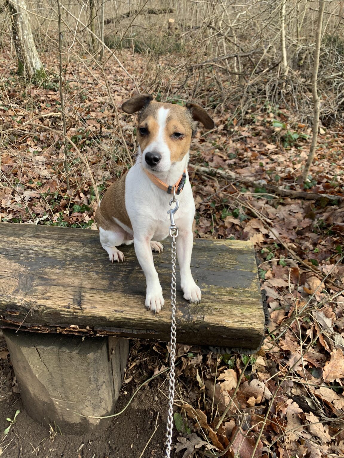 ヘルプ: ノトランジ・ゴリチェ付近で迷子の犬を探しています