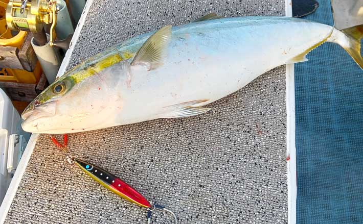 無風ベタナギのオフショアジギングでワラサ浮上【愛知・師崎沖】鳥山を追って2匹手中 | TSURINEWS 無風ベタナギのオフショアジギングでワラサ浮上【愛知・師崎沖】鳥山を追って2匹手中