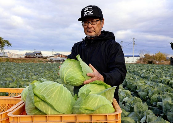 高糖度の希少キャベツを収穫する妹尾さん（徳島県阿波市で）
