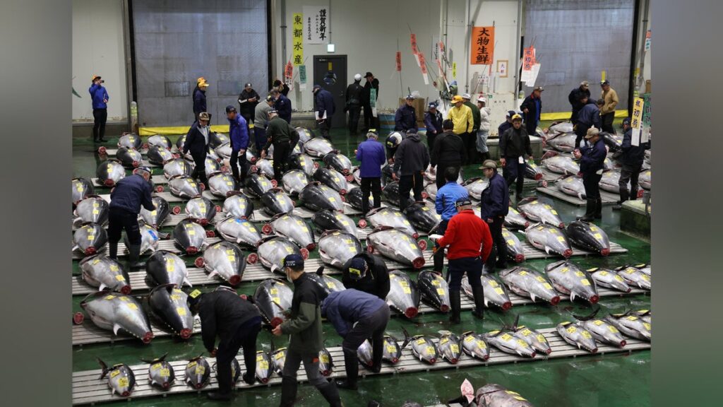 豊洲のマグロ初競り、史上最高値５億１０３０万円…１キロ２１０万円 - 読売新聞オンライン