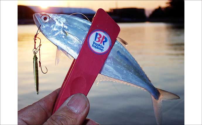 温排水エリアのライトゲームでイケカツオ連発【三重県・四日市港】トップとメタルの使い分けが奏功