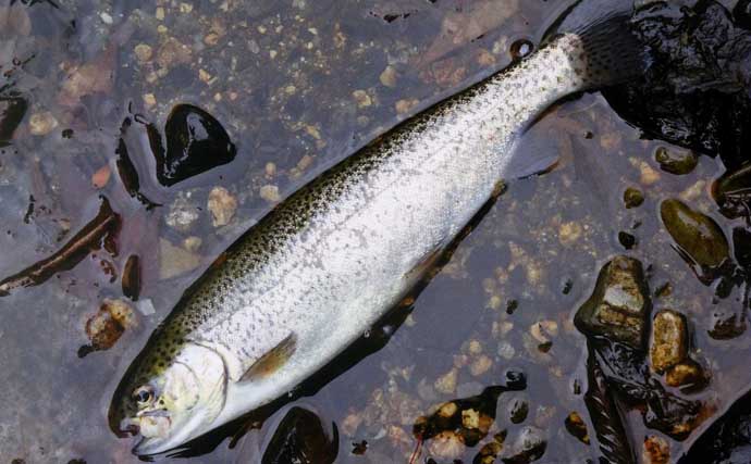 解禁2日目の渓流釣りで26cmニジマスを手中【滋賀・田村川】アマゴやイワナも登場
