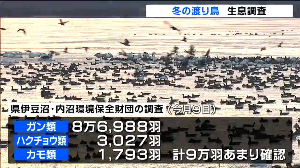 飛来ピークで宮城県内一斉に冬の渡り鳥生息調査 マガンやハクチョウ約9万羽が飛来で例年並み(tbc東北放送) – Yahoo!ニュース 飛来ピークで宮城県内一斉に冬の渡り鳥生息調査 マガンやハクチョウ約9万羽が飛来で例年並み(tbc東北放送) - Yahoo!ニュース