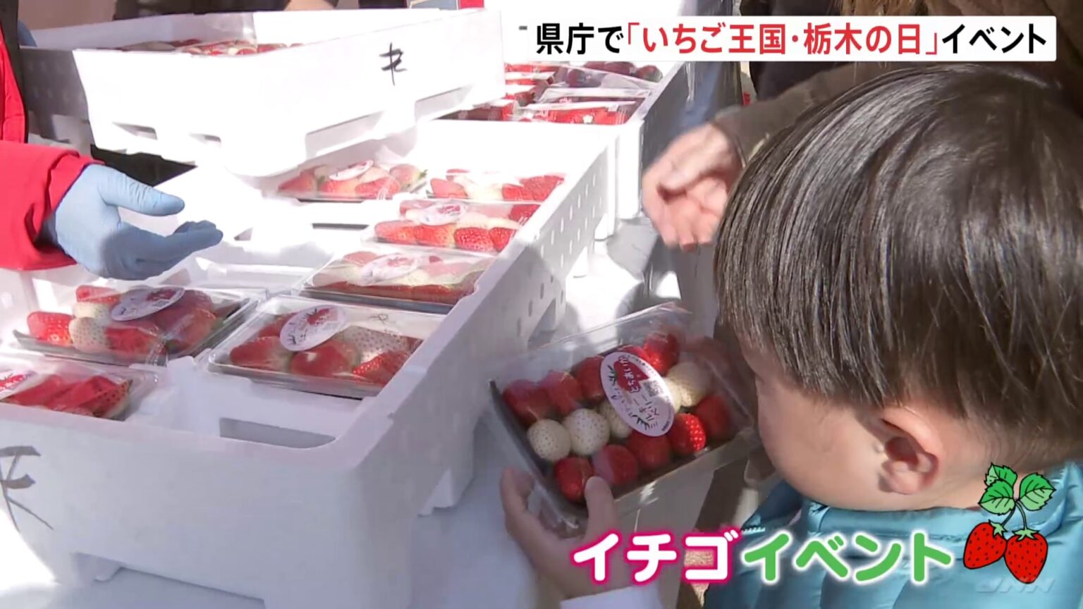 イチゴ狩り体験にイチゴを使った洋菓子販売　生産量日本一の栃木県庁で「いちご王国・栃木の日」イベント（TBS NEWS DIG Powered by JNN）