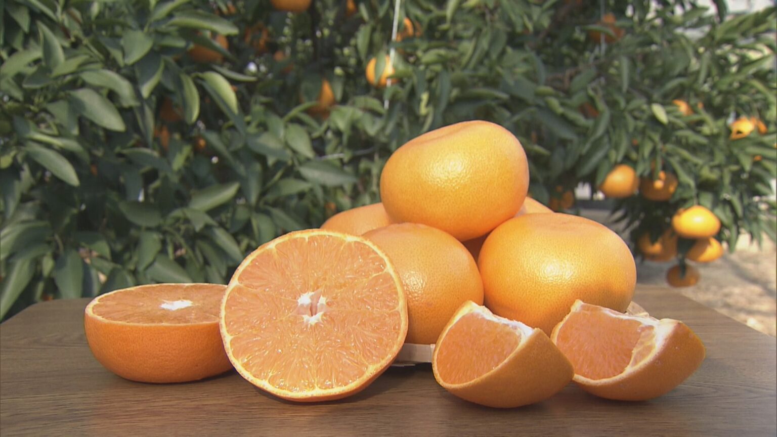 “柑橘の大トロ” せとかの出荷始まる 3キロ5000円以上で販売される高級ミカン 「果汁たっぷりでジューシー」 愛知・蒲郡市（CBCテレビ）