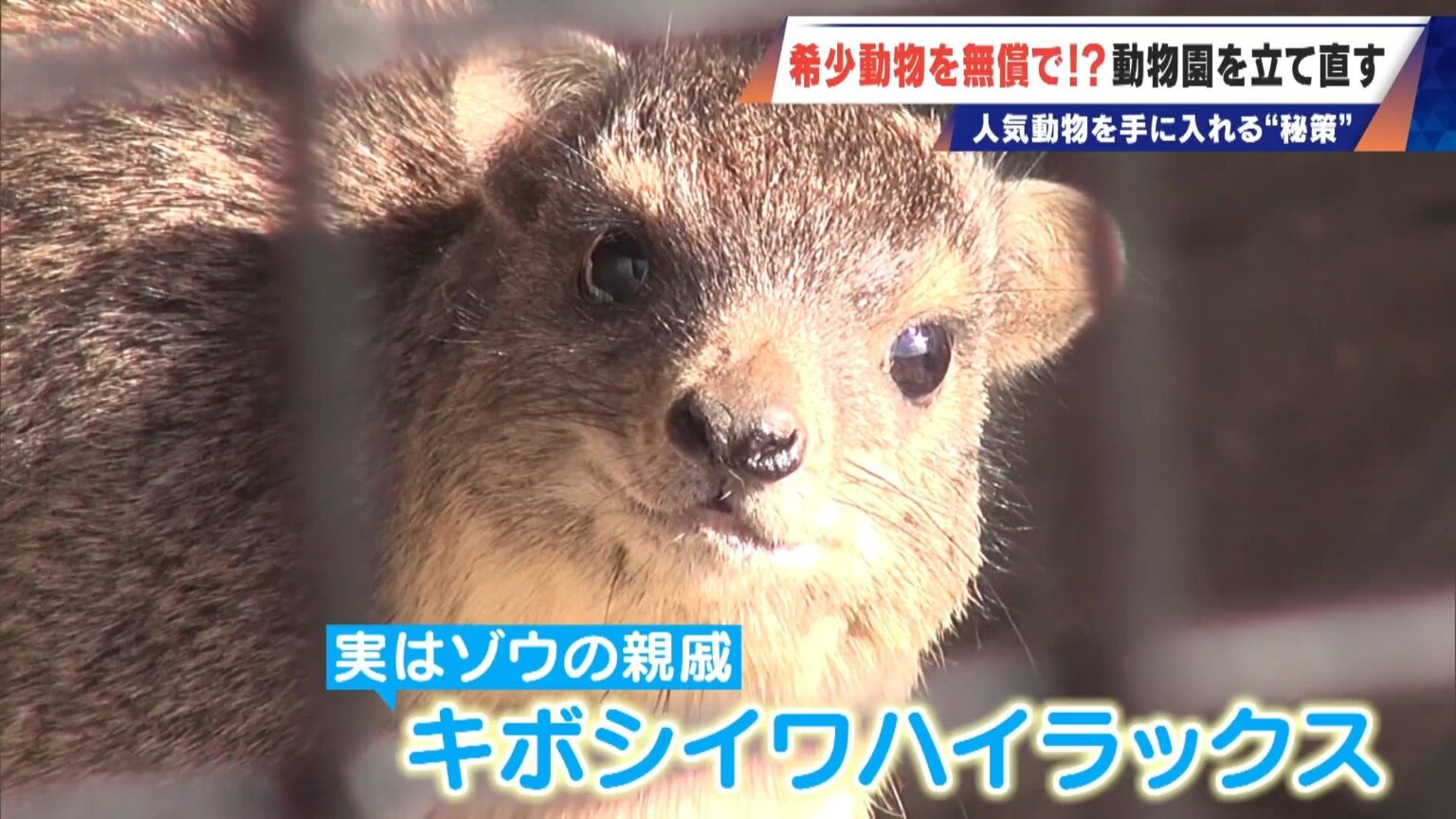 経営難の動物園から脱却を… 希少動物を無償で呼び込む“秘訣” 物価高などでいまだ半分が未公開エリア 三重・多気町の「ごかつら池どうぶつパーク」（CBCテレビ） - Yahoo!ニュース