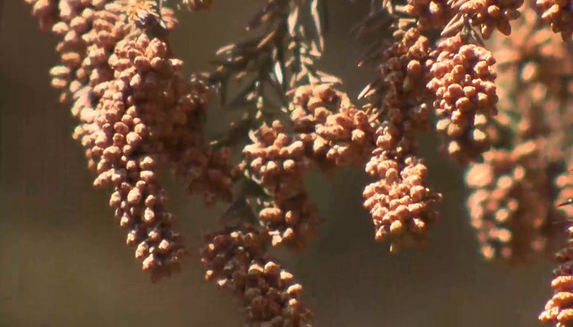 スギ花粉 来月12日ごろ飛散開始 飛散量は去年の2.5倍と大幅増の予想 山梨（YBS山梨放送） - Yahoo!ニュース