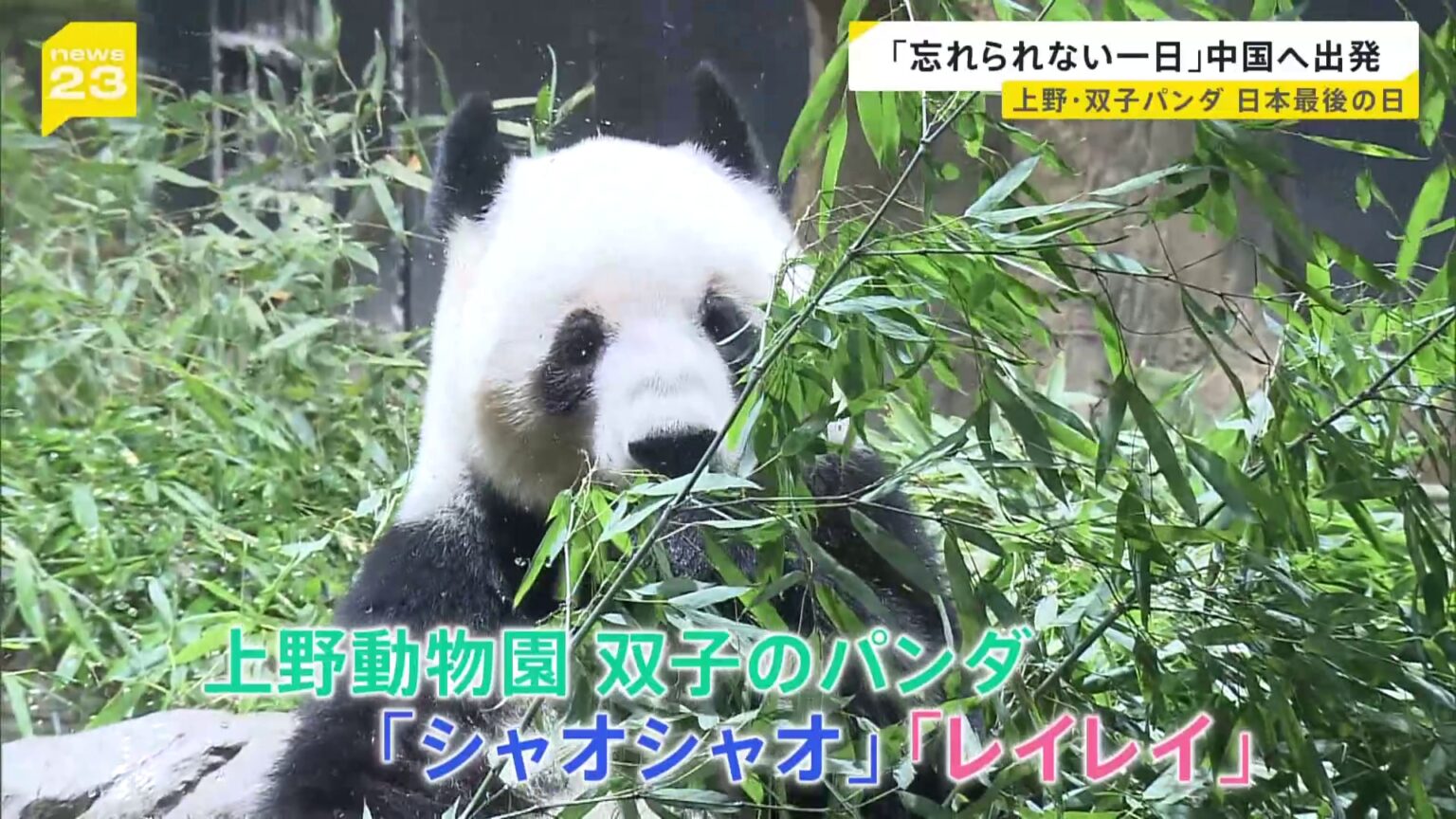 「忘れられない一日」上野・双子パンダ日本最後の日　“新たなパンダの貸与”は見通し立たず…中国「パンダを見に来ることを歓迎」【news23】（TBS NEWS DIG Powered by JNN）