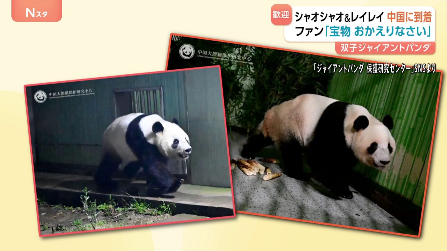 双子パンダが中国に到着 ファンが花束やケーキで出迎え　施設の前には見守る日本人の姿も　「シャオシャオ」と「レイレイ」の写真が早速公開（TBS NEWS DIG Powered by JNN）