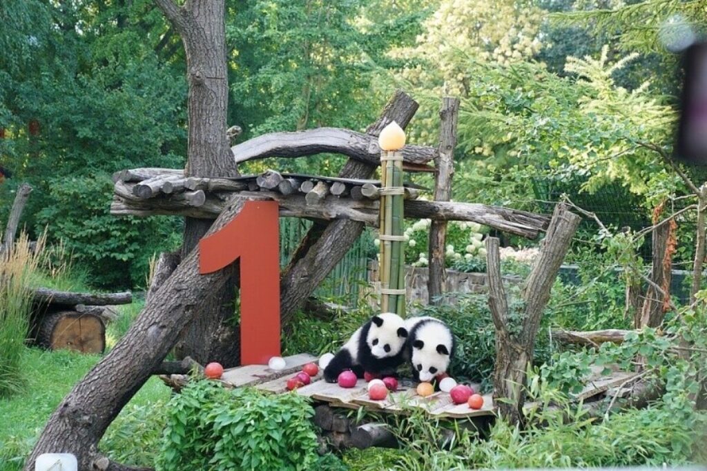 ドイツ・ミュンヘン、パンダ2頭を迎える計画