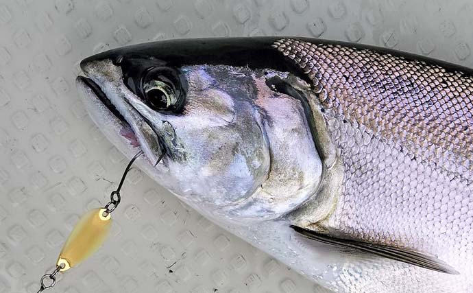 琵琶湖のレイクトローリングでビワマス連発【滋賀県】48cm頭に2人で10匹達成