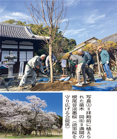 縁がつないだ淡墨桜 〜 日本三大桜　玉津島神社で苗木植樹 | ニュース和歌山