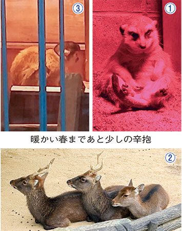 お城の動物園だより55　工夫満載！ 寒さ対策 | ニュース和歌山