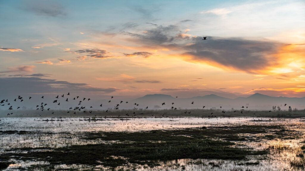 雨が覆い隠した巨大空港跡地で進む、水辺の生態系の再生 | WIRED.jp